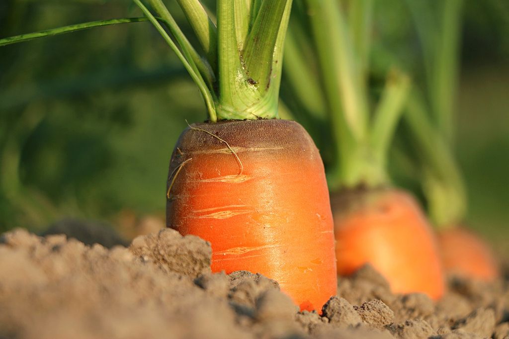 zanahoria fresca en la tierra