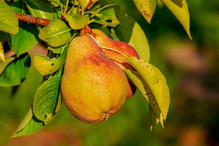 Frutas altas en fibras: Peras frescas colgando de un arbol